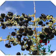 Negro grande tamaño certificado ISO Goji Berry